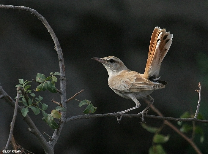      Rufous Bush Robin                              Cercotrichas galactotes    , 2009.: 